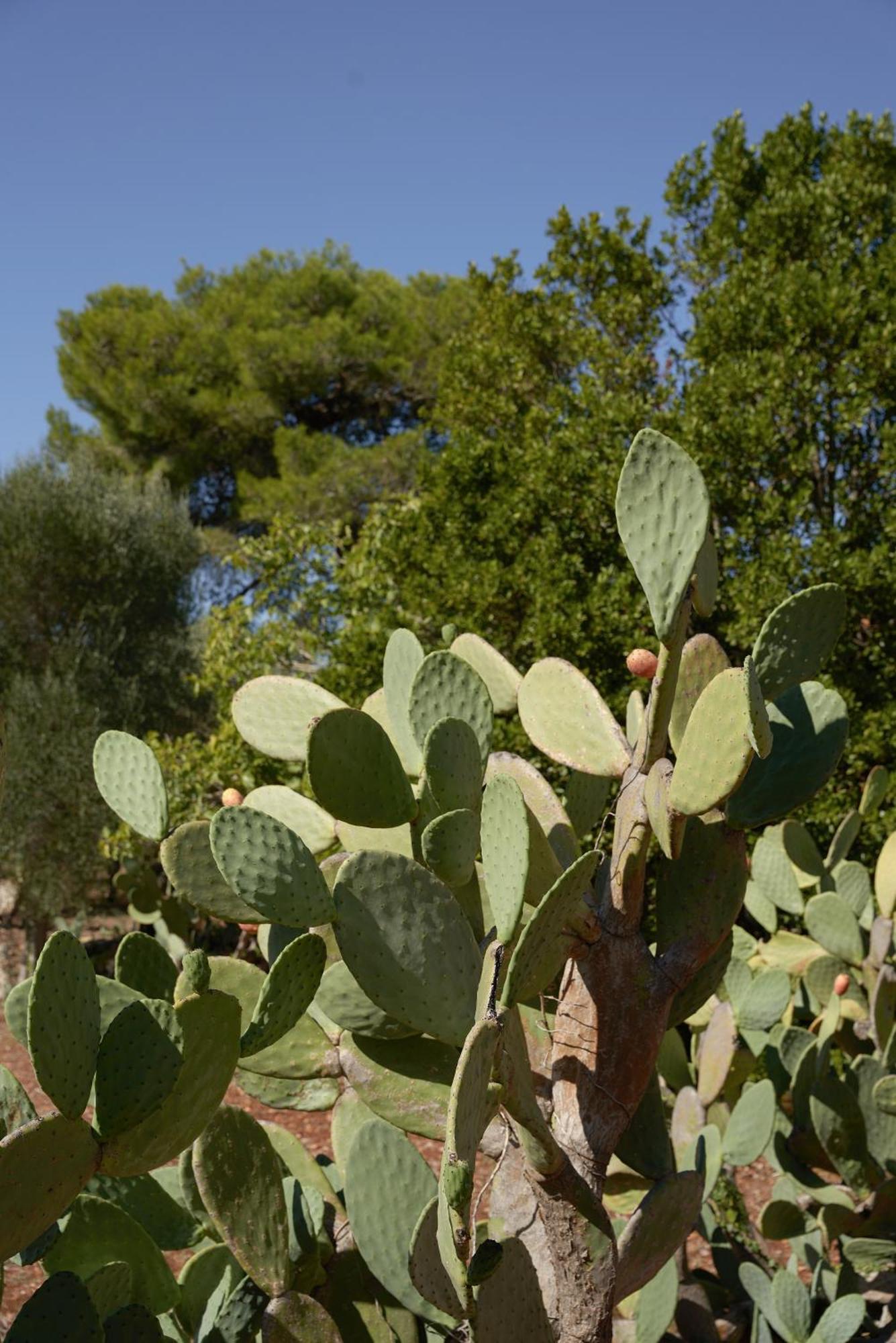 Masseria Paradiso Ostuni Esterno foto